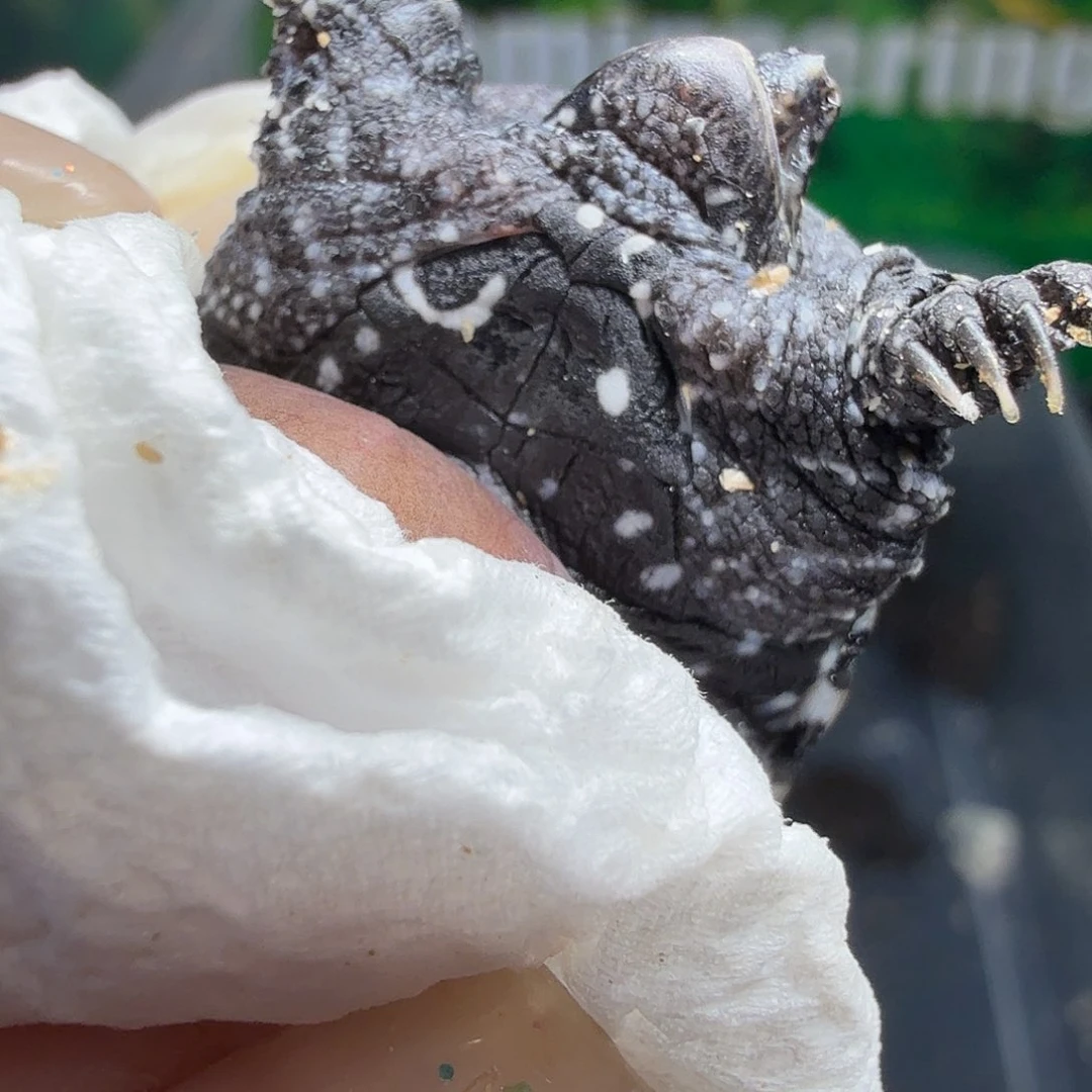 良***不分公母小鳄龟独眼，福利价180