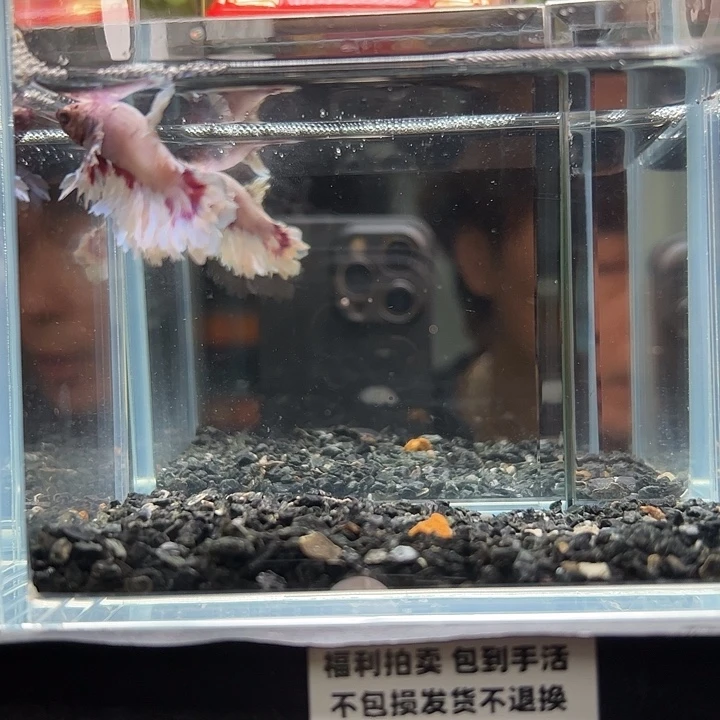 斗鱼竞拍跑单拉黑24日134