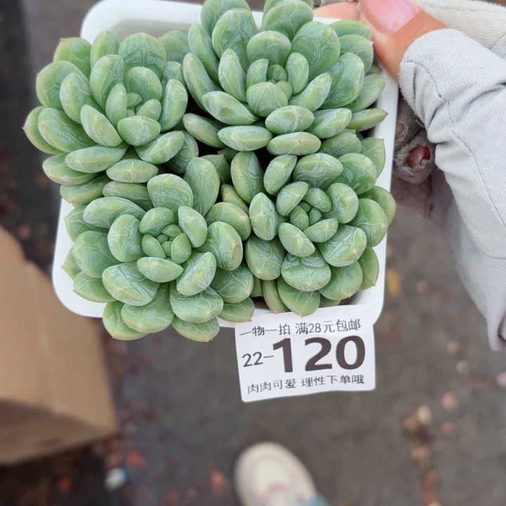 百达翡翠多肉植物多肉多肉植物