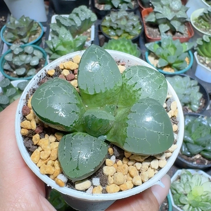 十二卷玉露冰魄女王寿