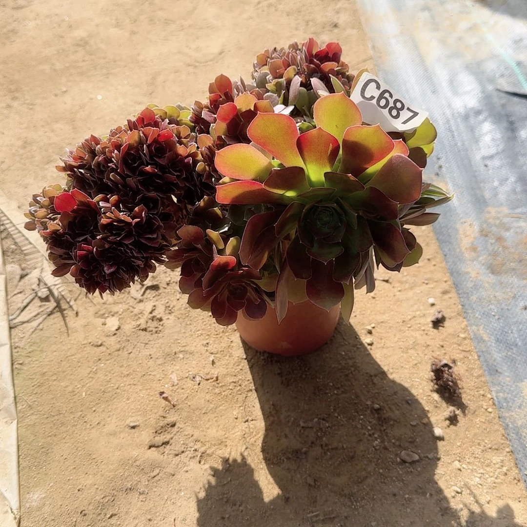 687火玫瑰一颗呀呀