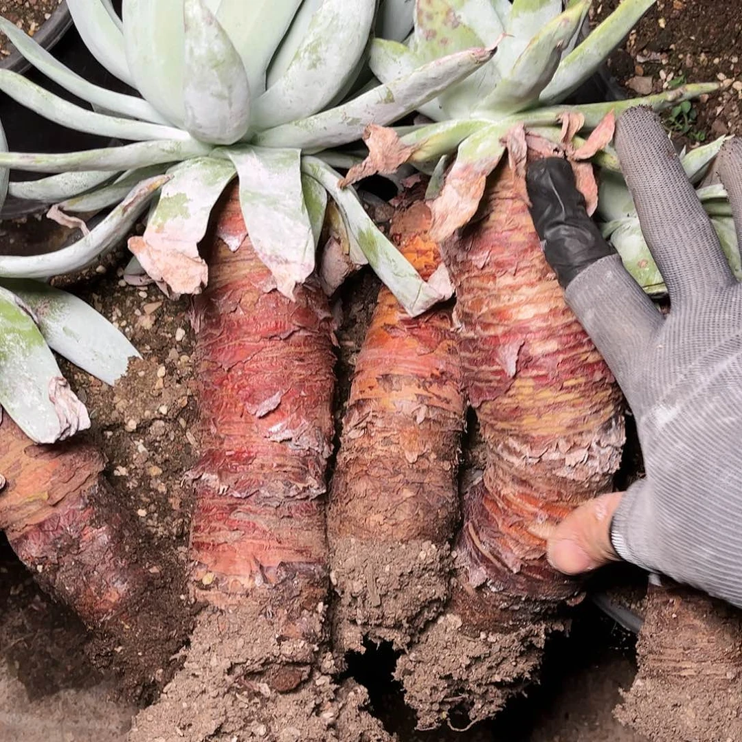 雪山多肉仙女杯一颗三号鹏