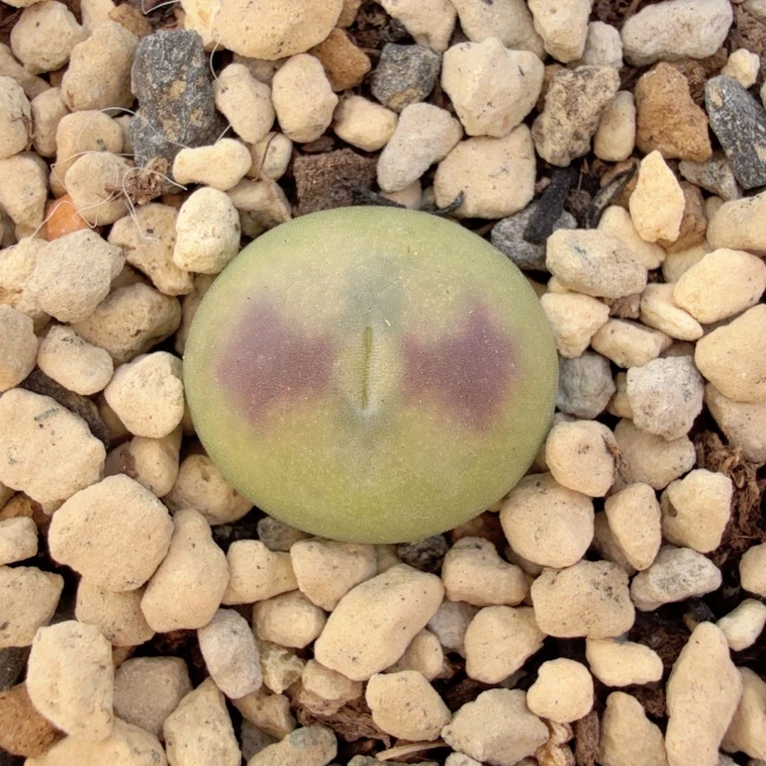 桃次郎 12-27-L9。