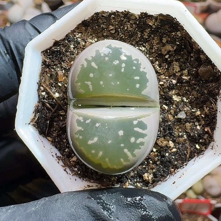 ?*默生石花11111111。   277