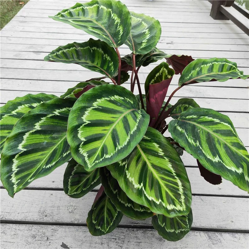 美丽竹芋室内绿植
