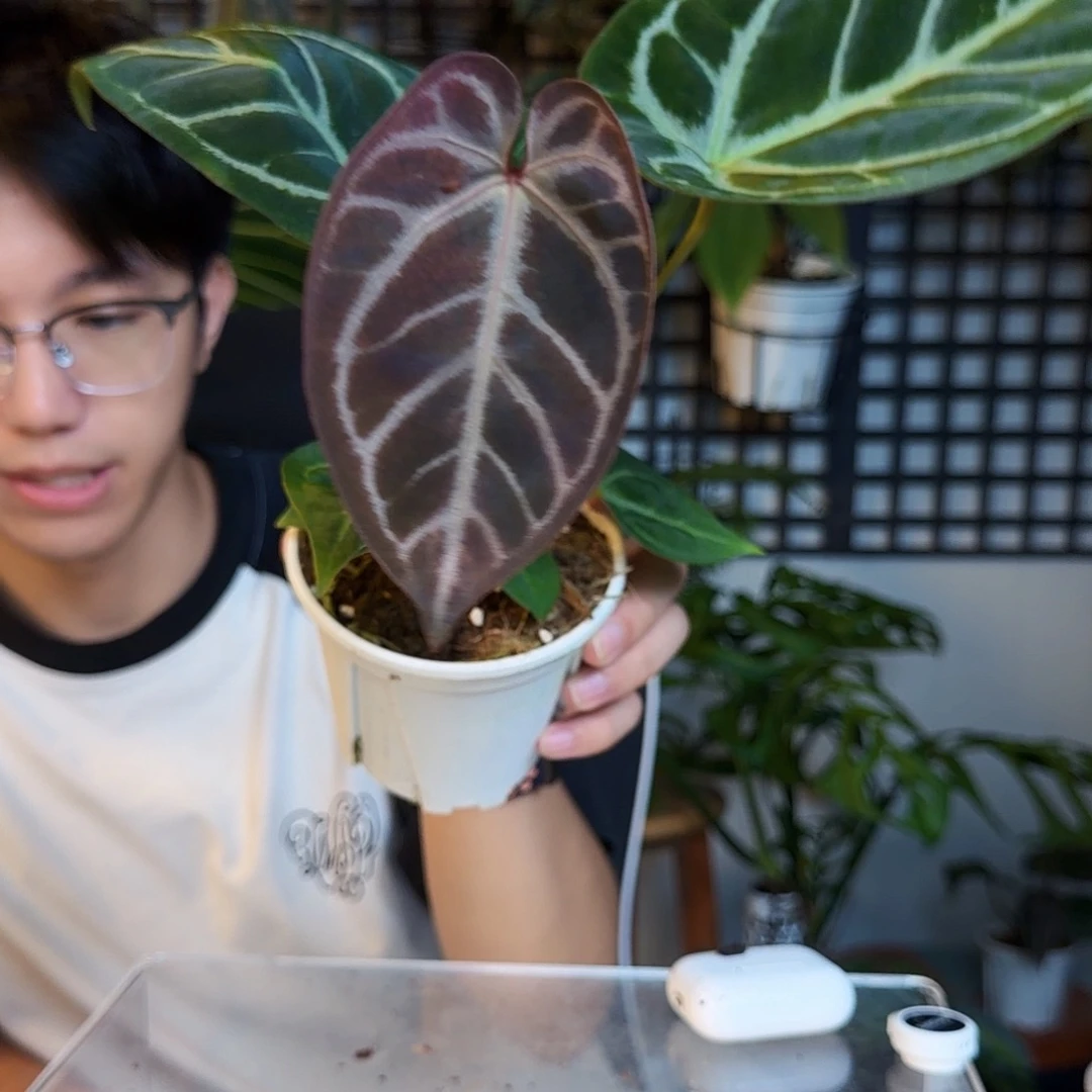 完全开放P27 紫水晶杂神奇男孩