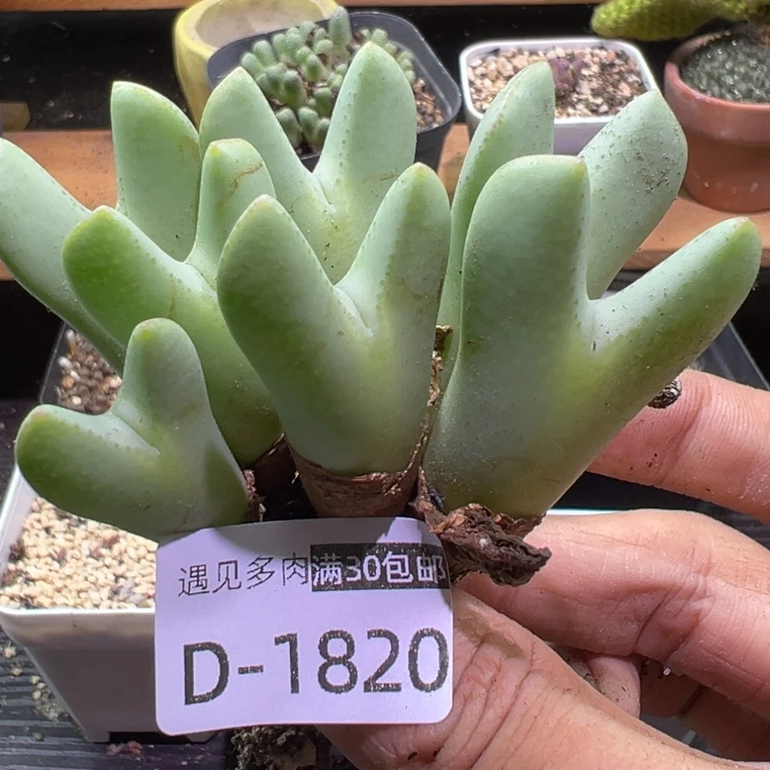 多肉植物111111111111