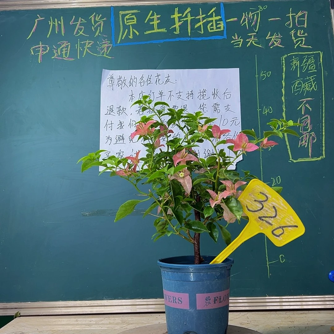 当前无花栽培后可以开花  卡亚塔  326