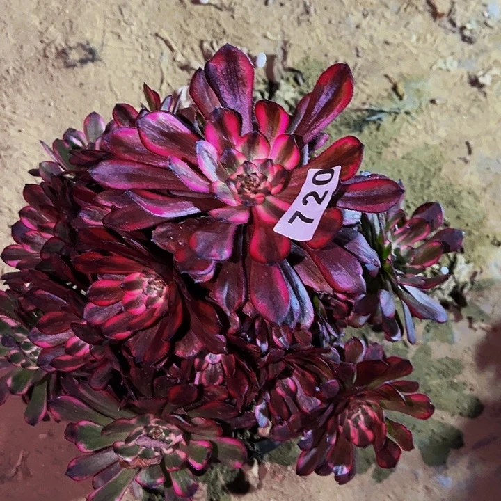 720红金刚多肉植物处理不售后