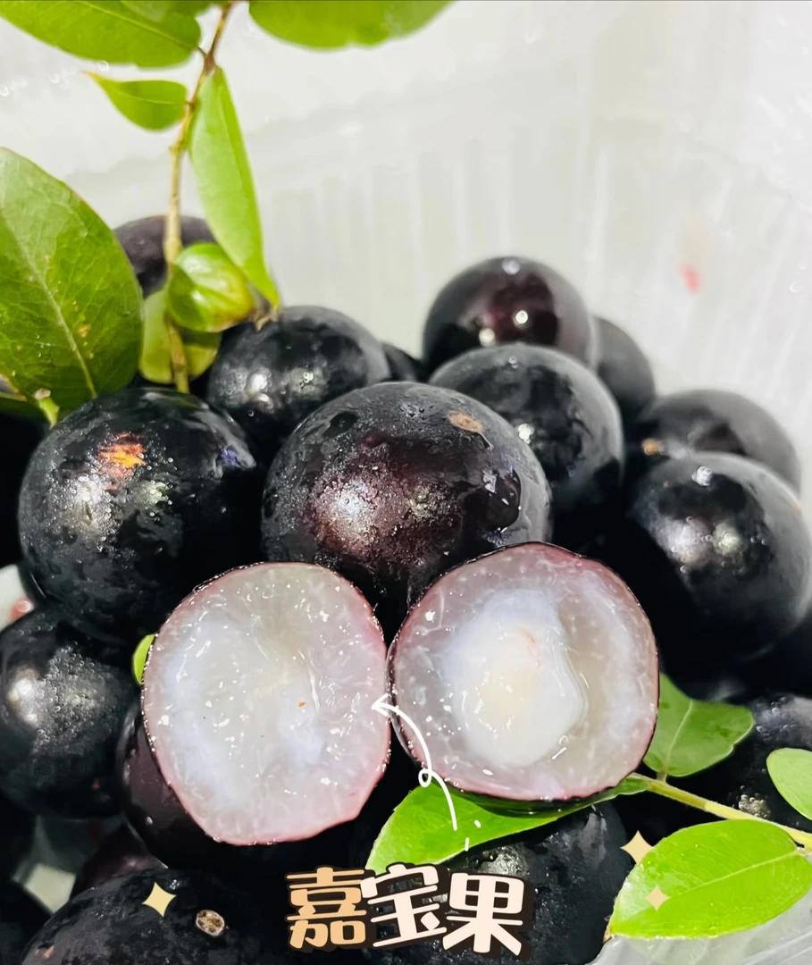 新鲜嘉宝果当天现摘现发