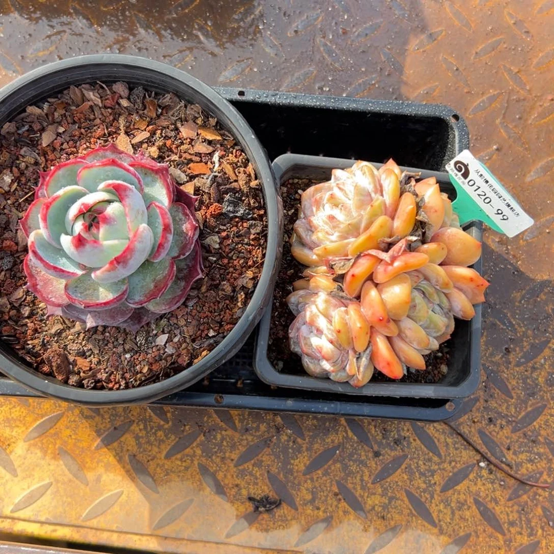 多肉一物一拍编号0120-99