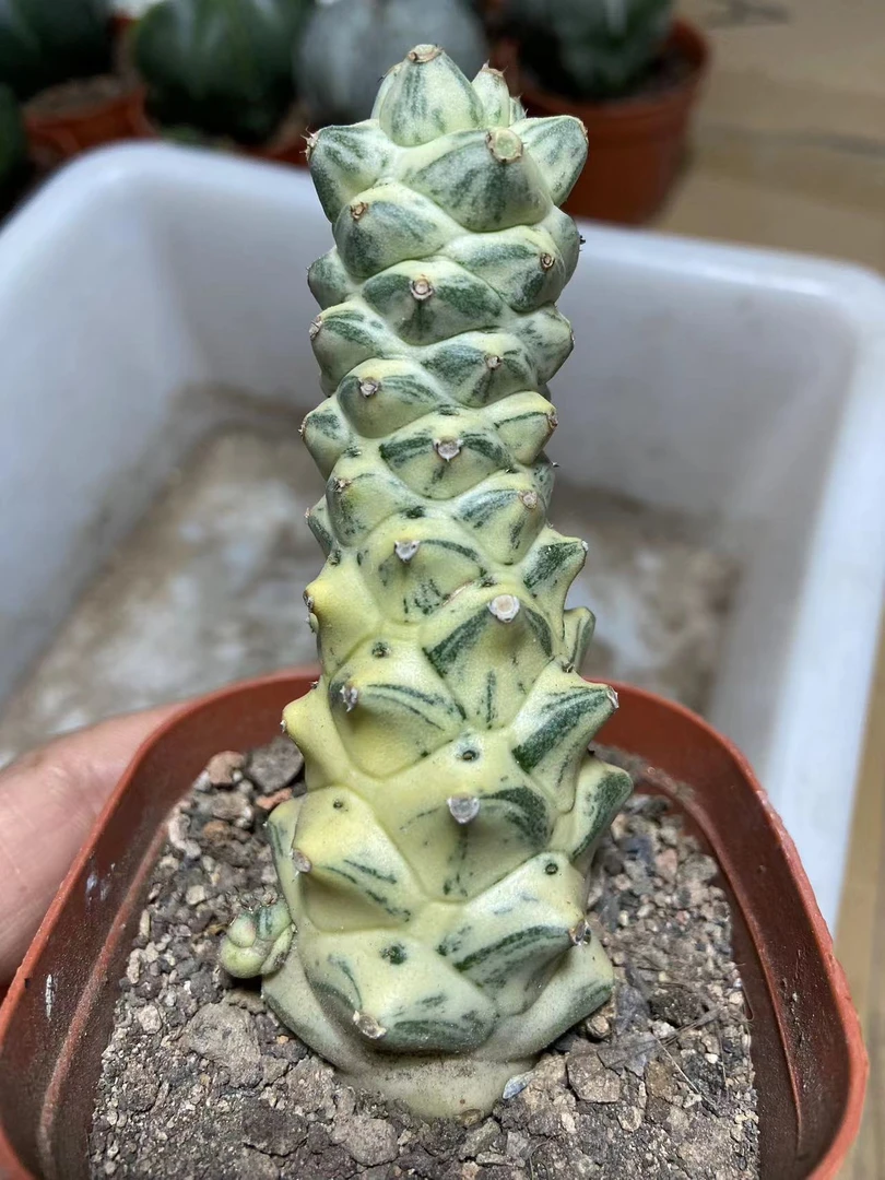 将军阁锦白锦 仙人球系列