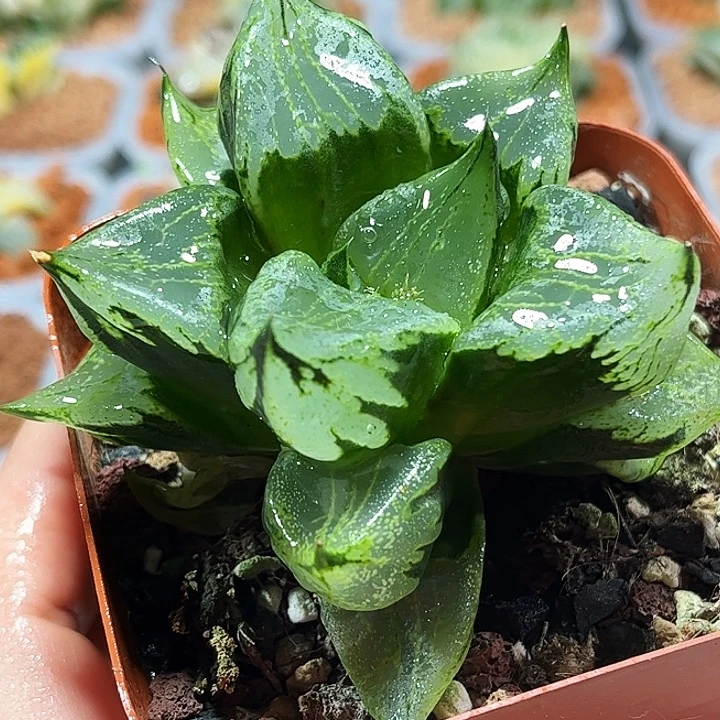 十二卷多肉裹斑若