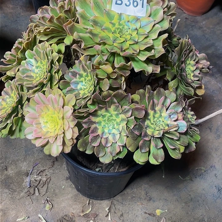 多肉法师361号沙皇不包损