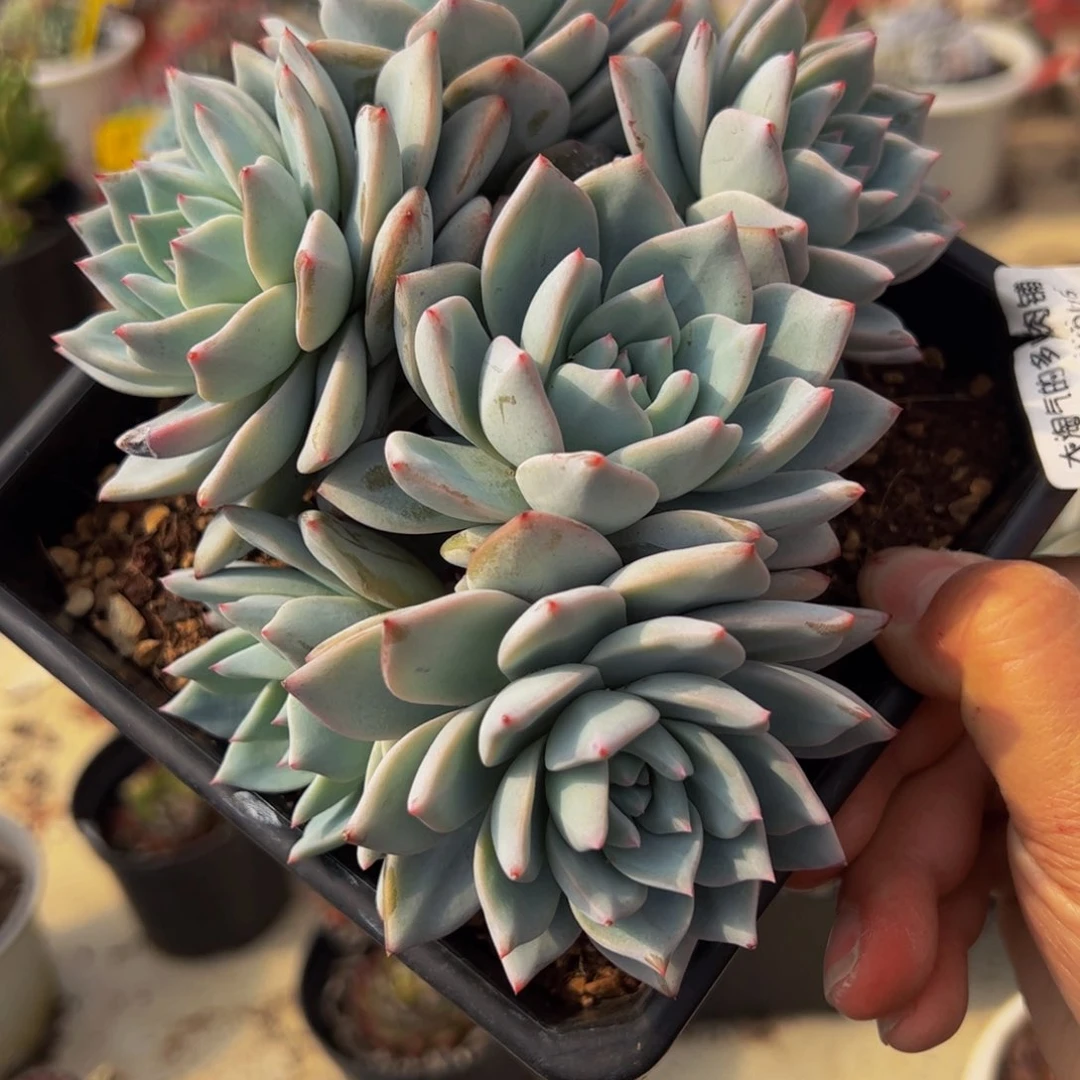 粉蓝鸟五头群生多肉