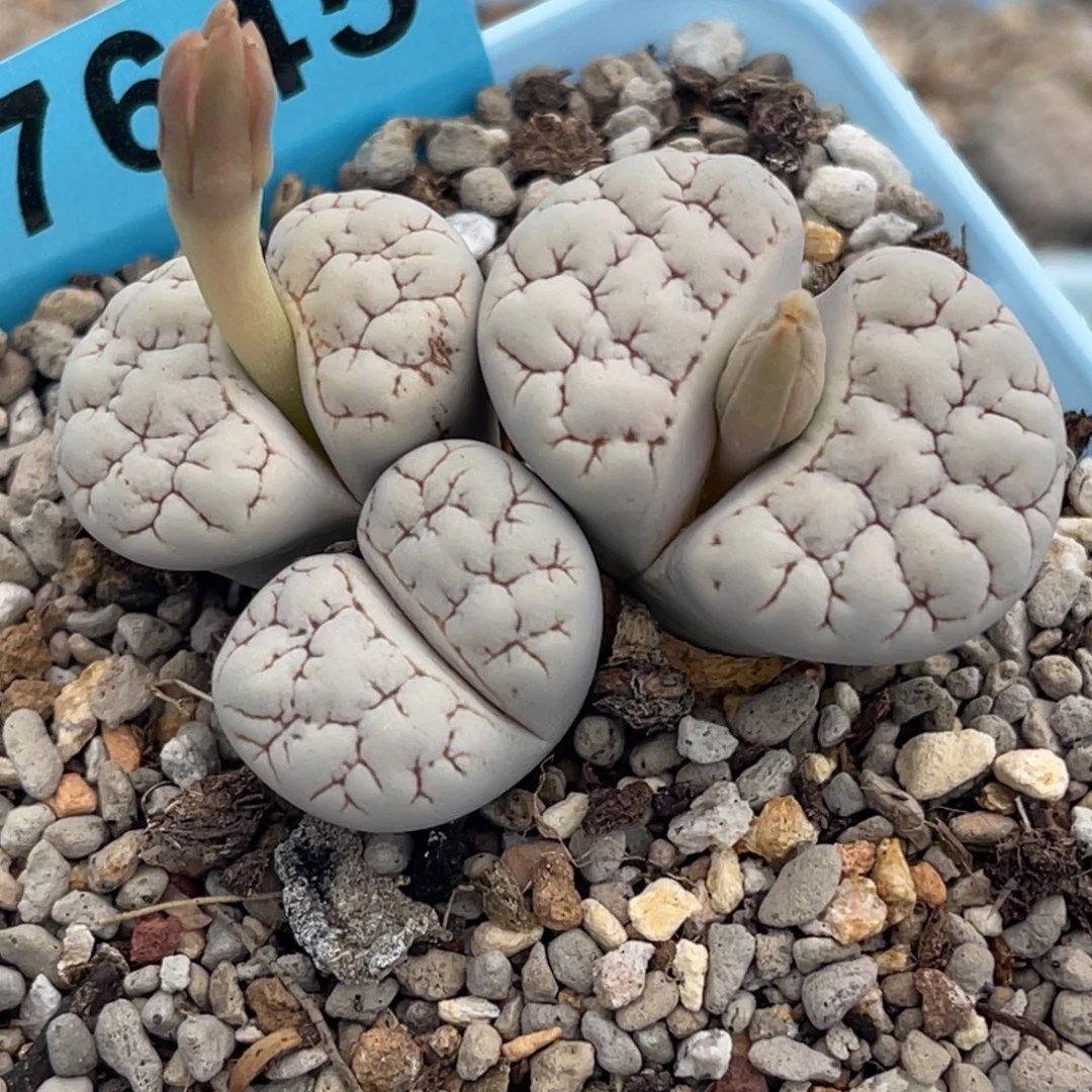 7645三头荒群一颗