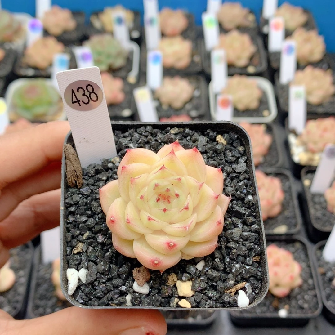 58包邮  群生不包整438