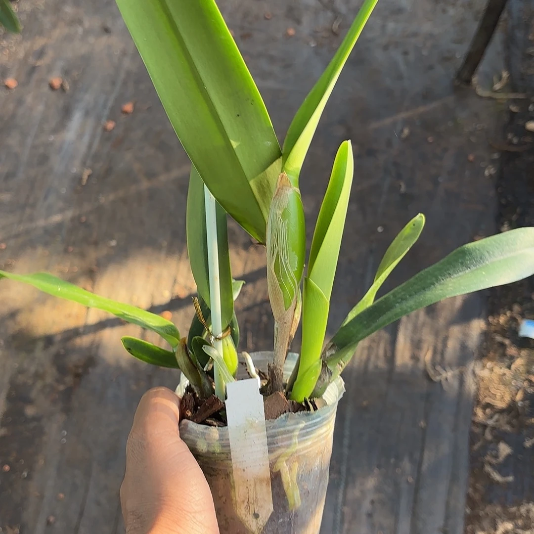 完全开放半白婆婆卡特兰