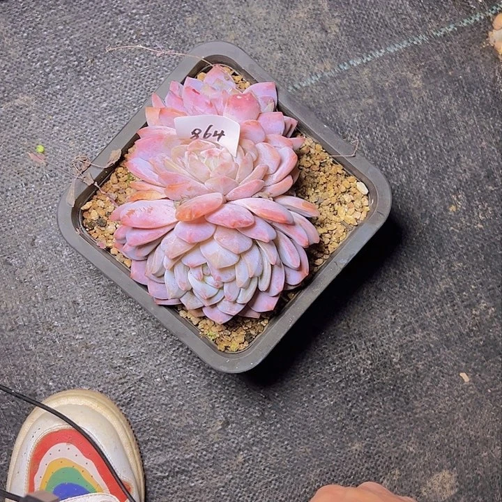 度**忧864/////////////////