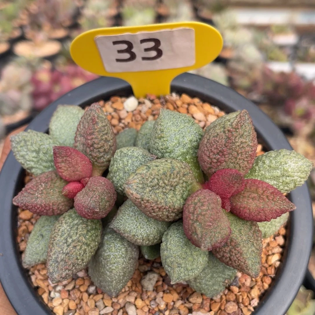 E**O       释迦。