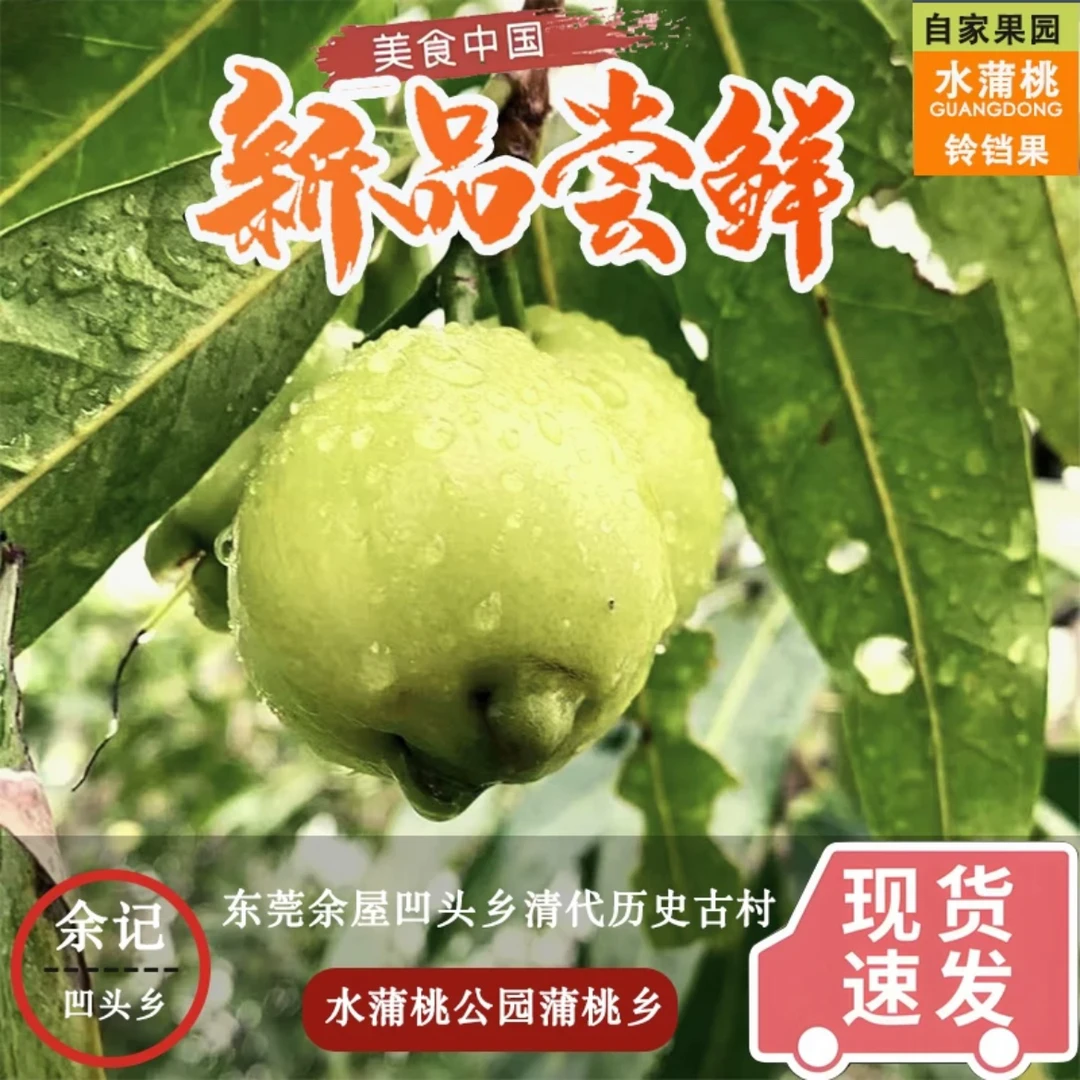 【拍一发三】到手两斤装罕见广东水蒲桃风铃果➕128克/核桃糖一盒