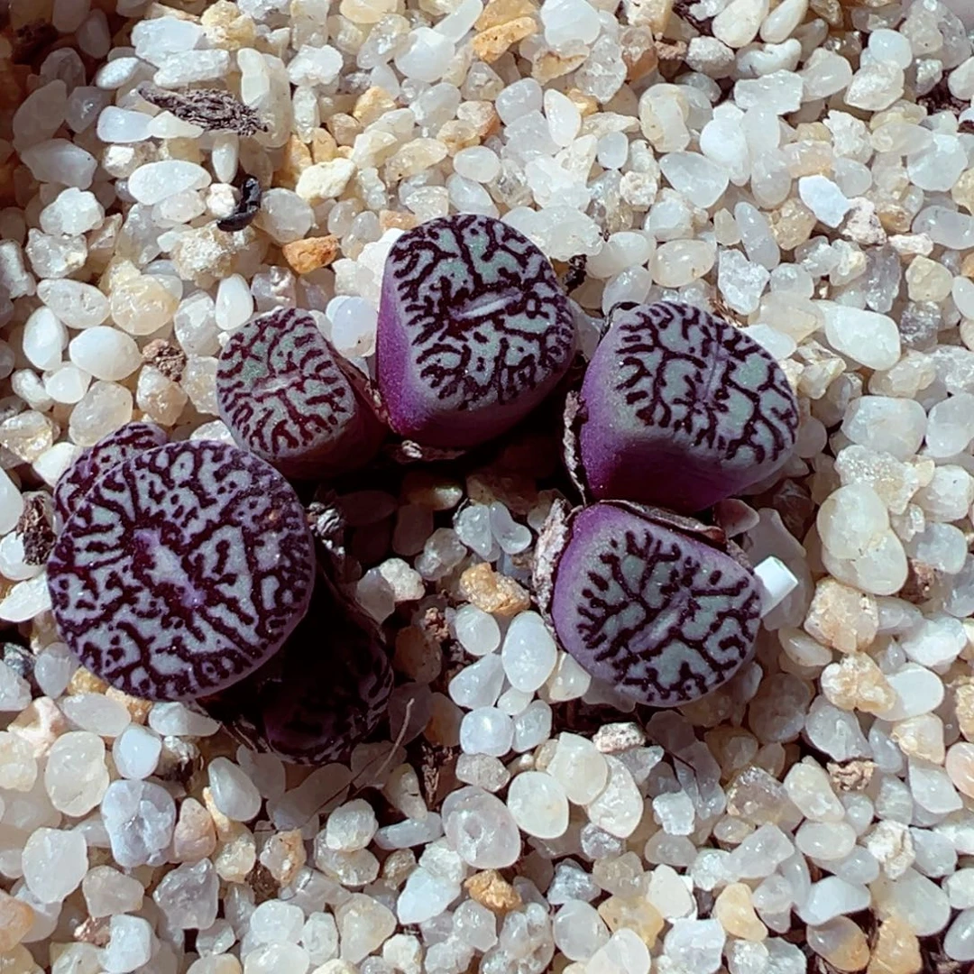 907-166多肉多肉墨小锥