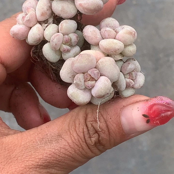 樱桃奶群3颗。（满9.99包邮不满9.99发叶子）