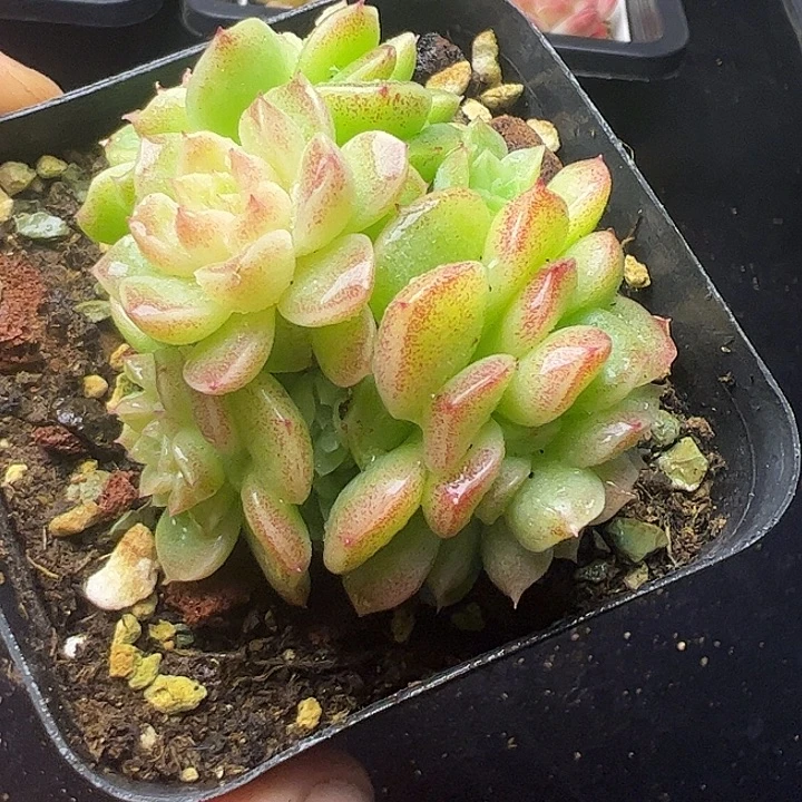 小脸麦秆自然群111