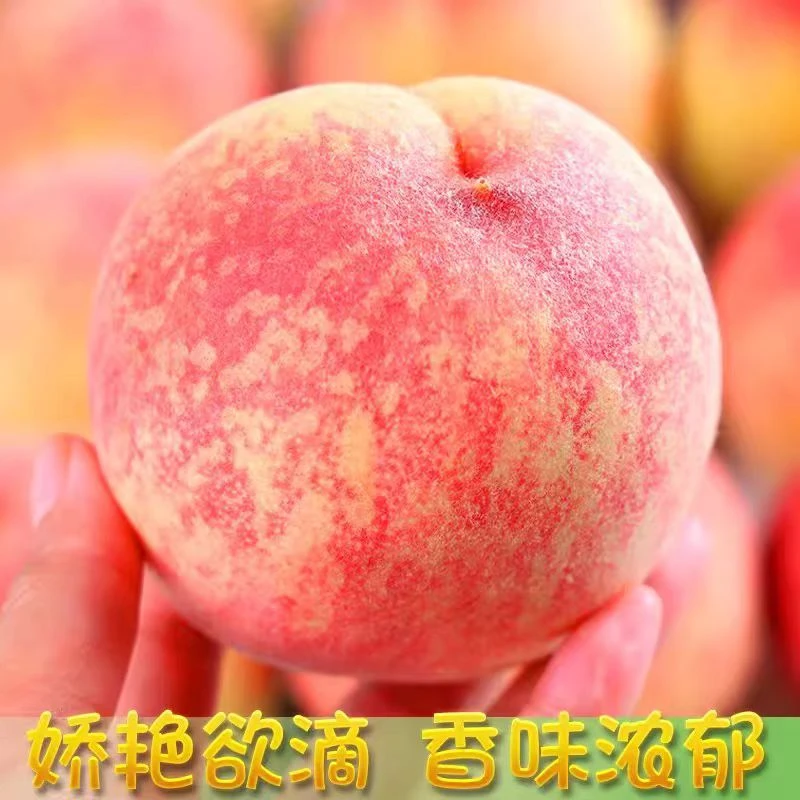 新鲜现摘当季肥城水蜜桃软硬两吃香甜爆汁脆爽多汁水果