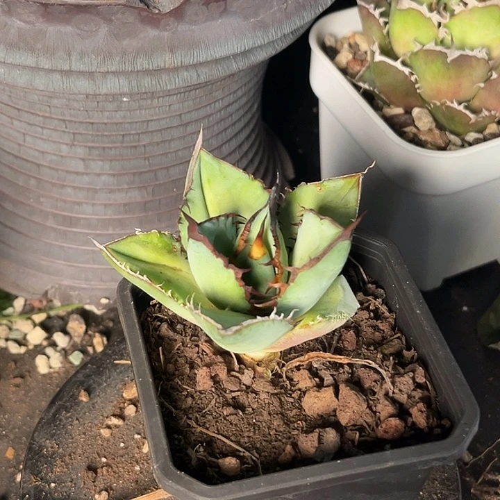 无花朵龙舌兰仁王冠野龙芽