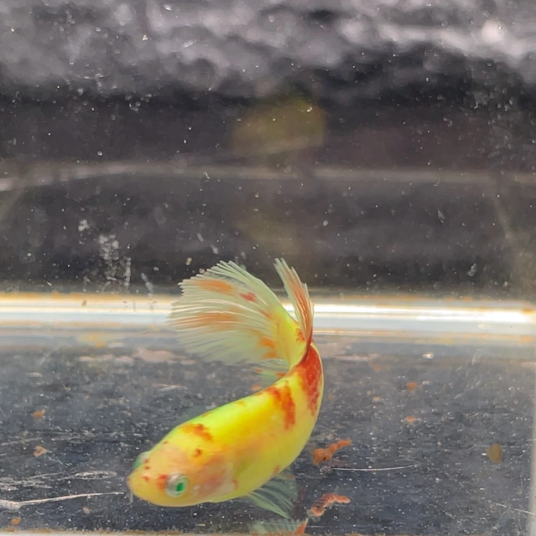 斗鱼血斑荧光绿魔半月母