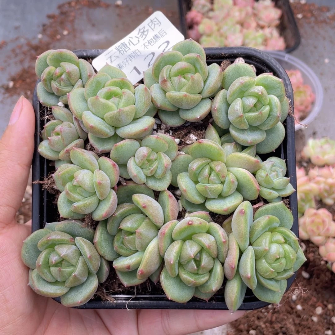 云糖心多肉植物122