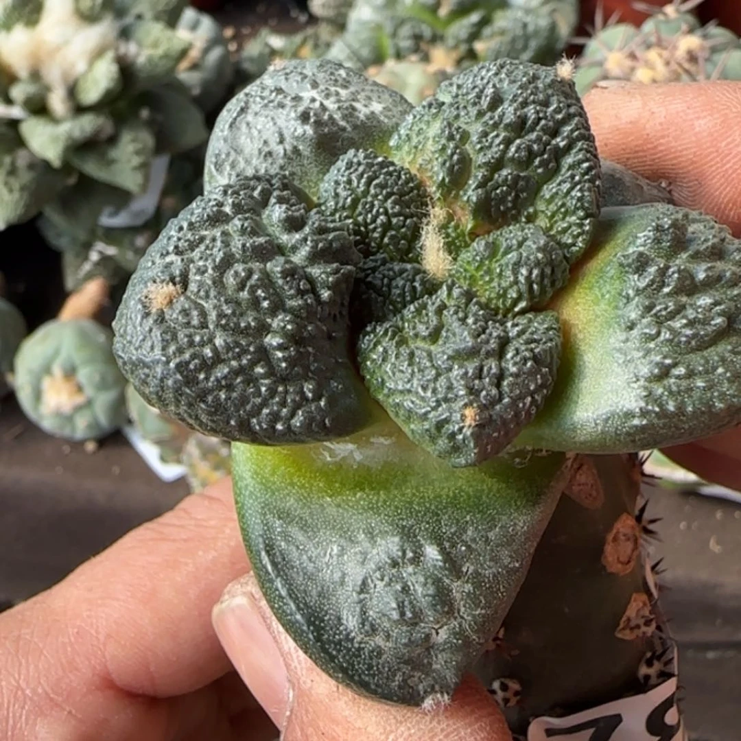 【闪购商品】大尤连山787