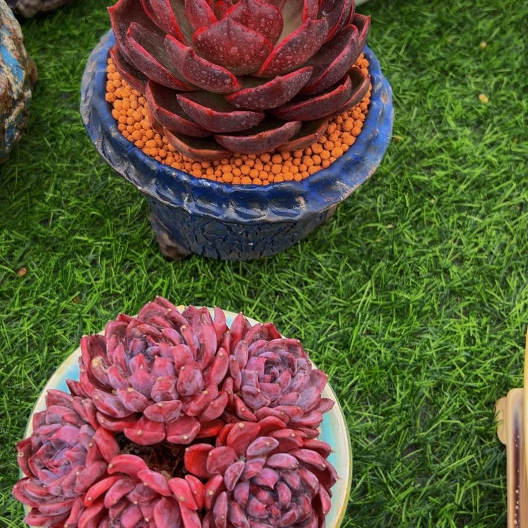 张***肉红灯单头15号多肉