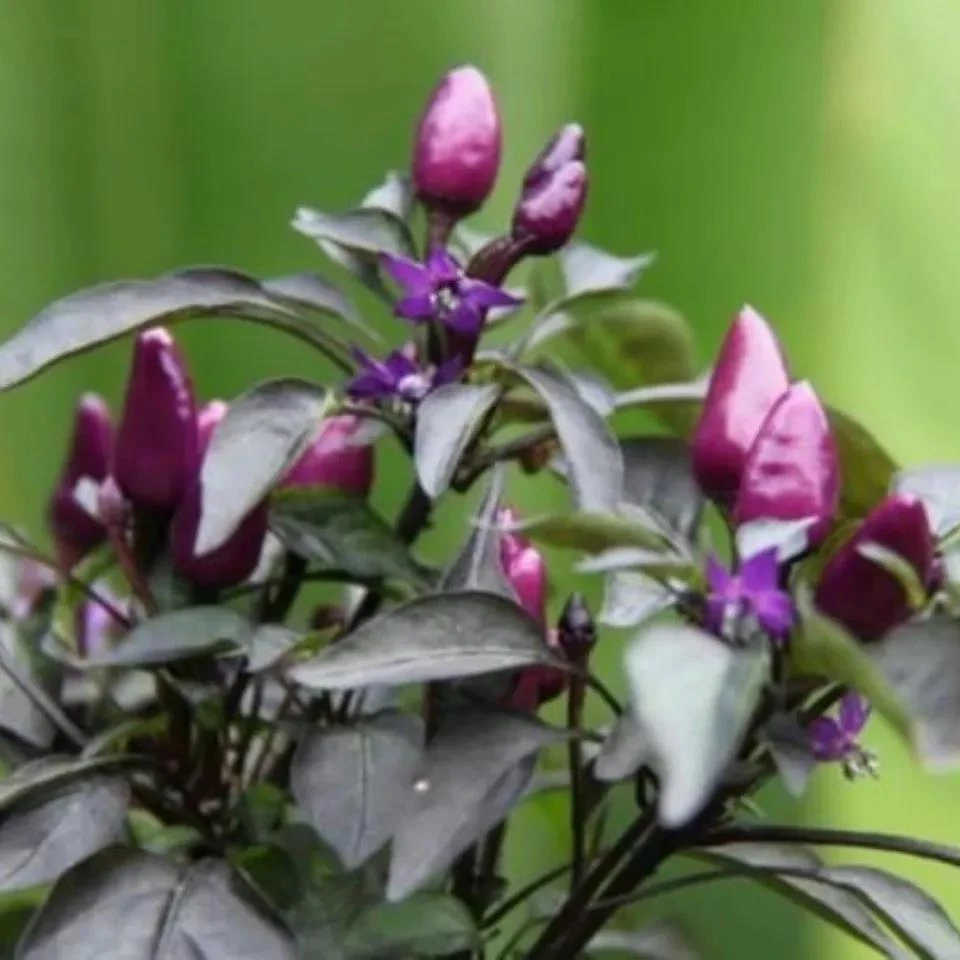 【紫朝天椒种籽】一包也包邮下单送肥料