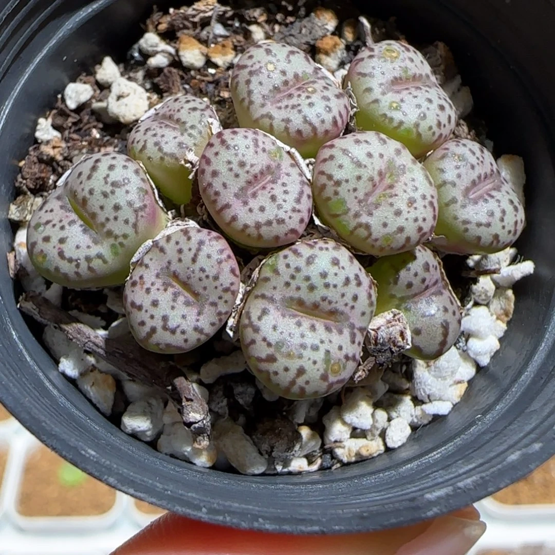 肉锥多肉植物组合-安贞375