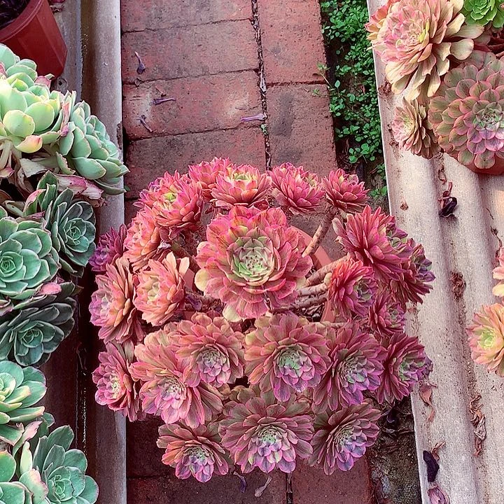 花脸粉黛，多肉植物
