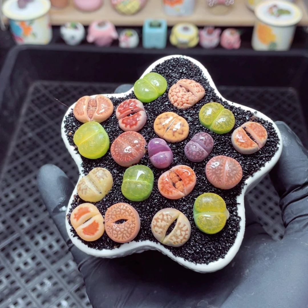 w1152--带盆土发货，零下地区拍保温箱