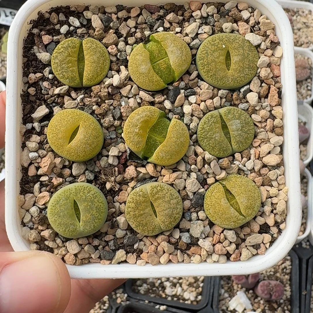 C135绿银河二代两年