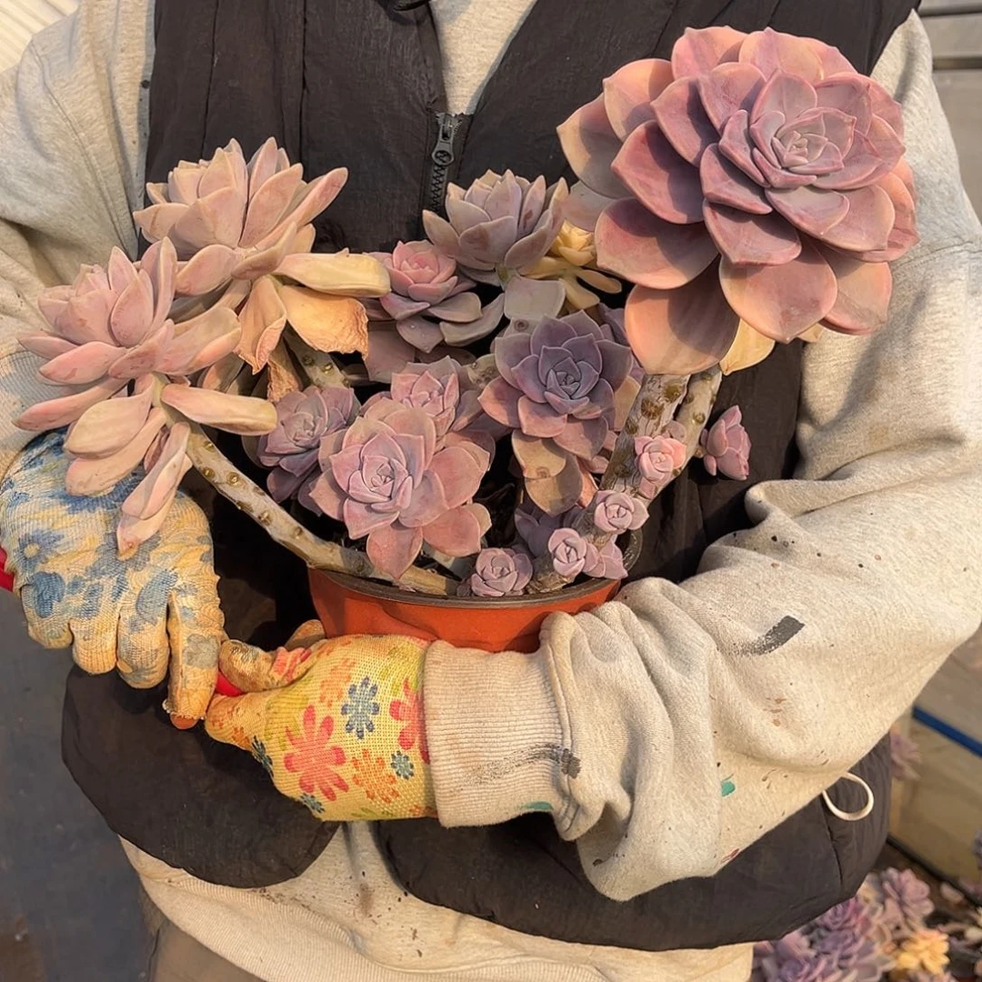 苏*苏多肉植物紫乐景C15