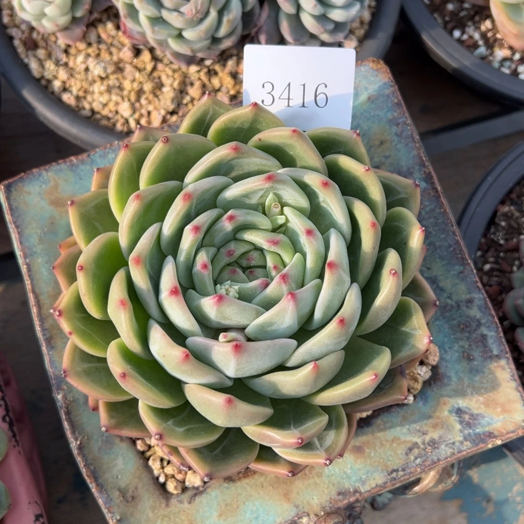 (****)3416多人的反反复复发