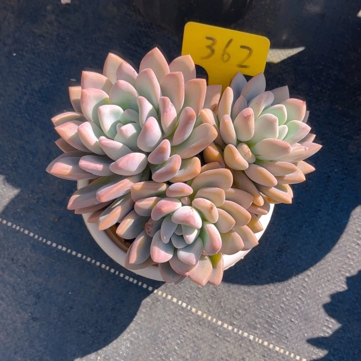 暖***༊奥普多肉植物3 6 2