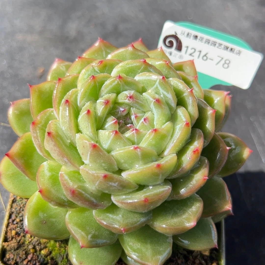 从前慢花园多肉编号1216-78