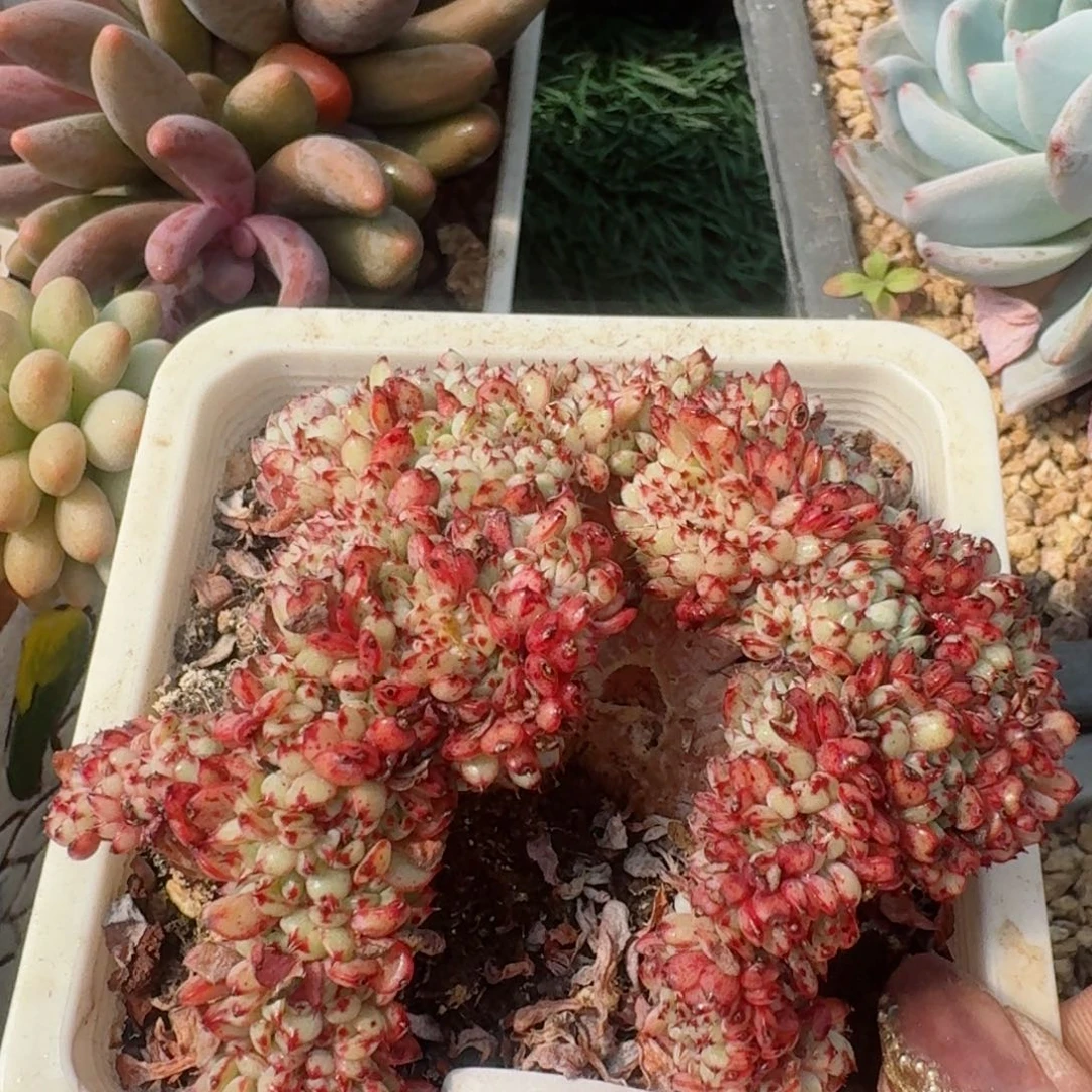 1887一物一拍（满28包邮）