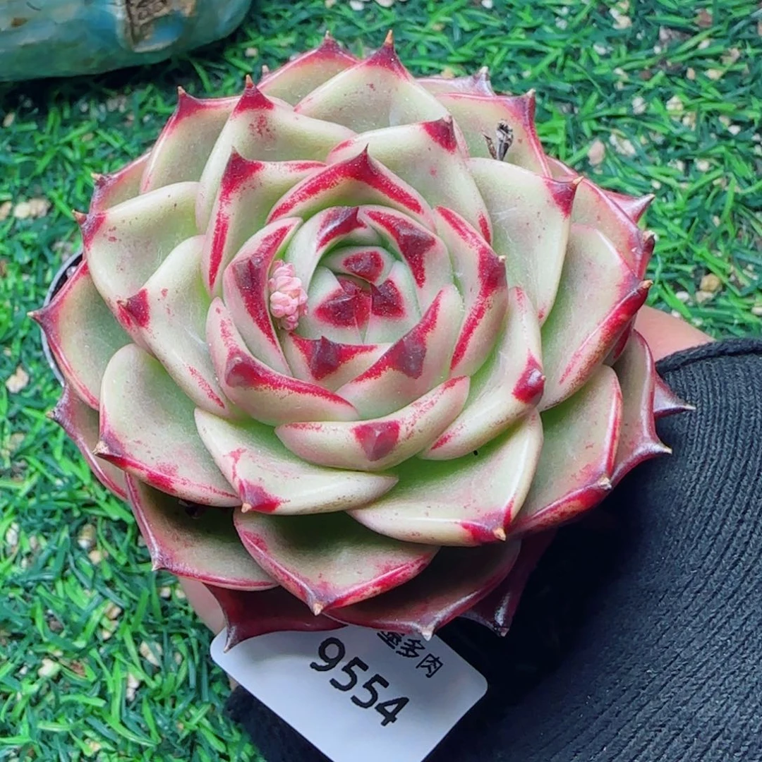 蓝龙，9554多肉植物
