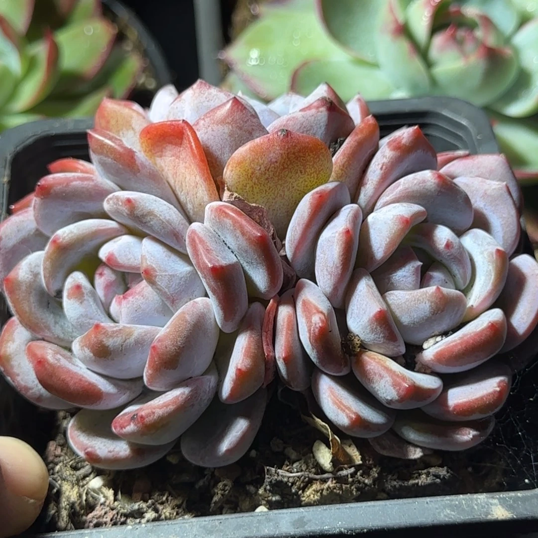 橙梦露惊鸿一物一拍包装收缩花旱