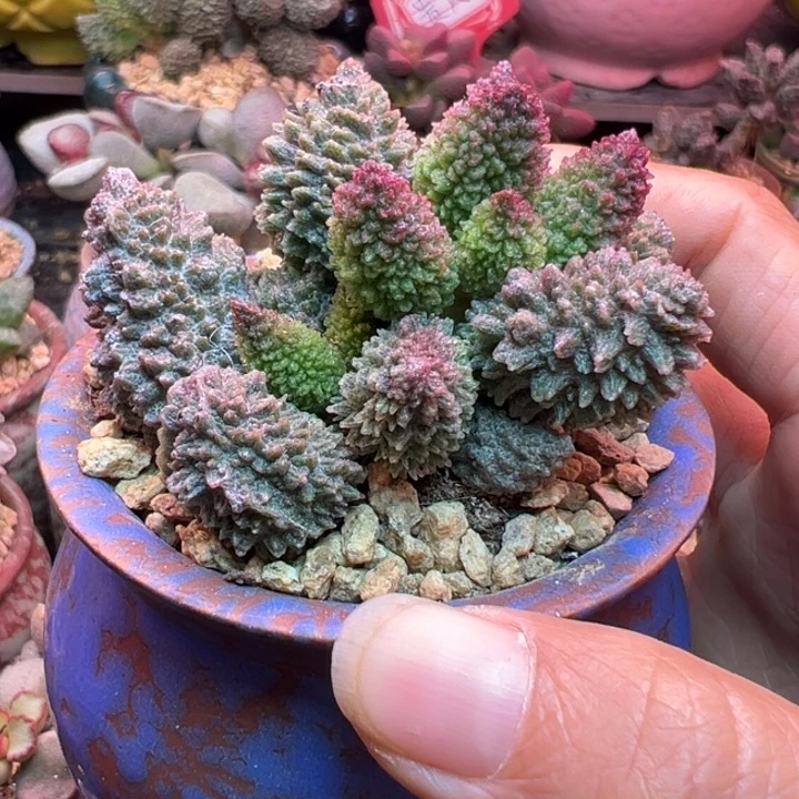 有***心不要盆……嗯嗯我知道了我