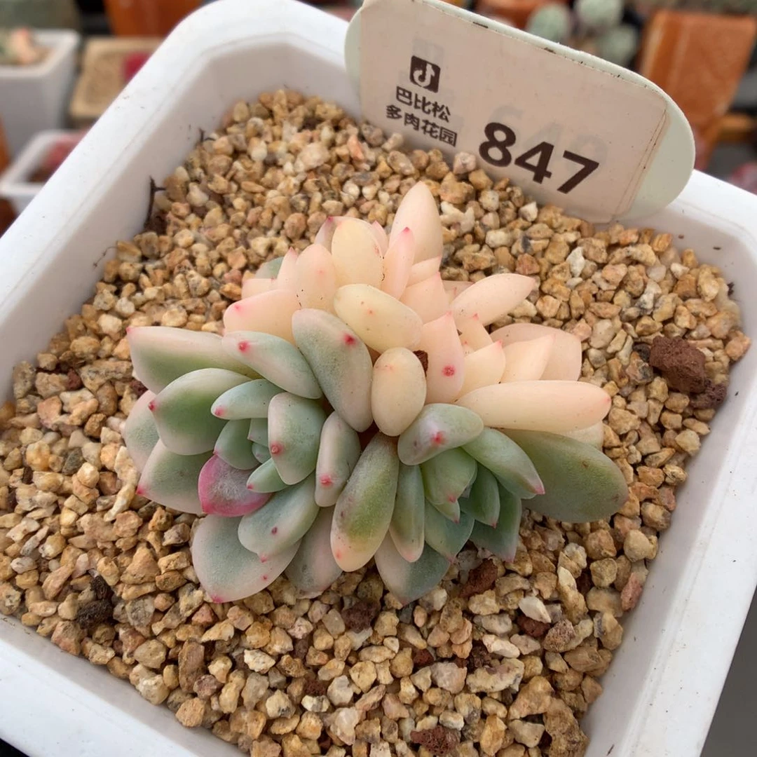 847 梦露锦多肉多肉