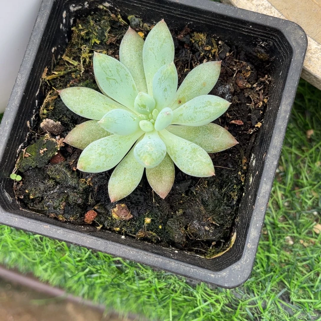 旁***白多肉植物人鱼公主