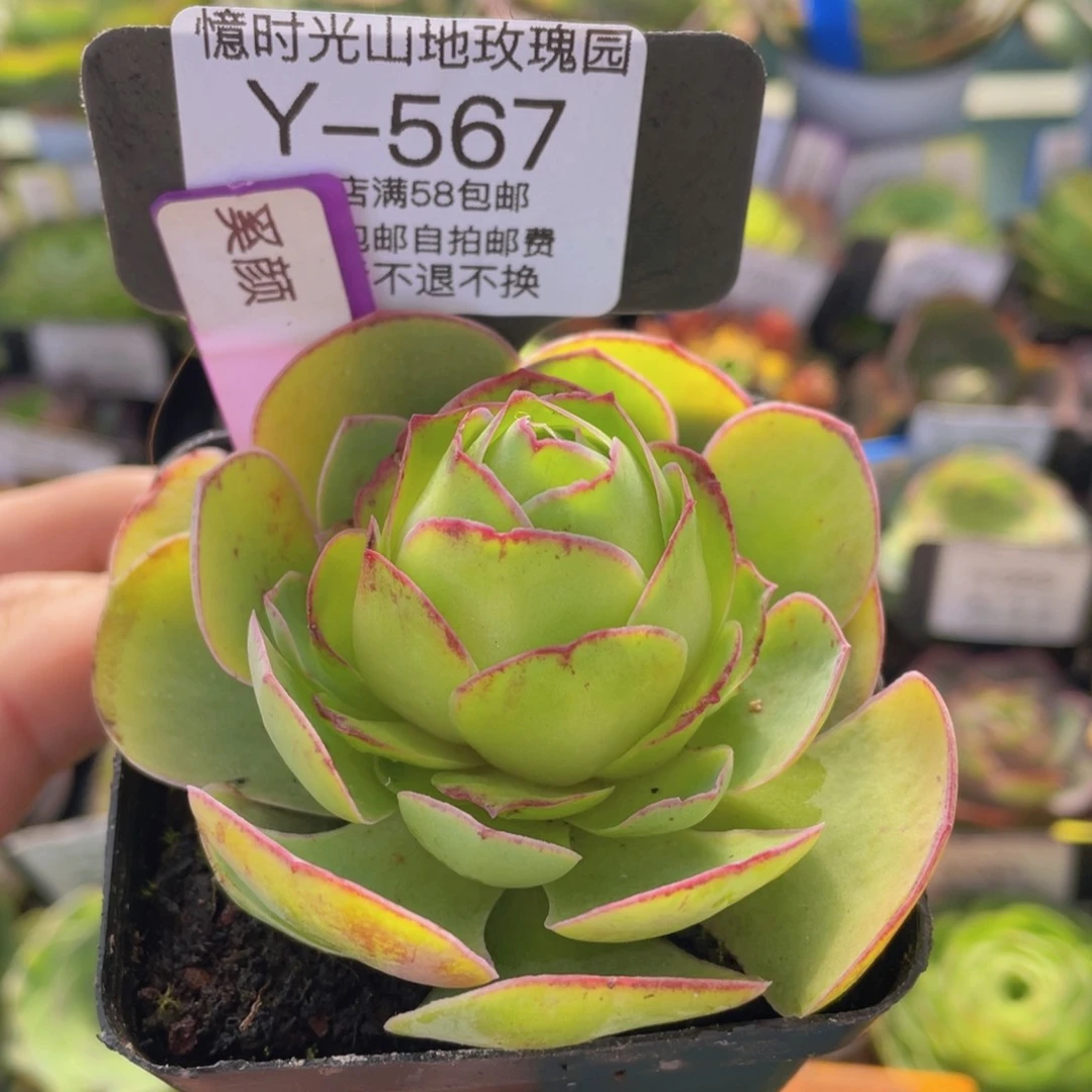 奚颜新年福利567一物一拍